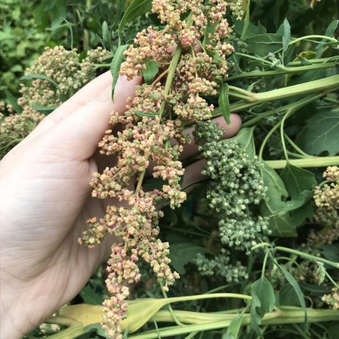 Киноа лебеда амарант