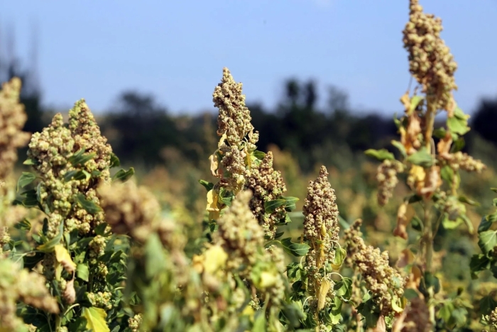 Chenopodium quinoa