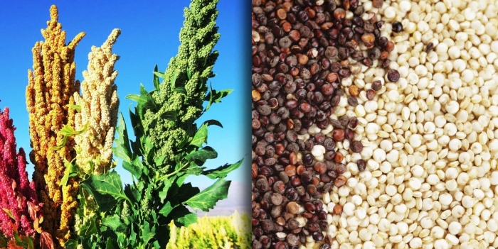 Киноа это лебеда