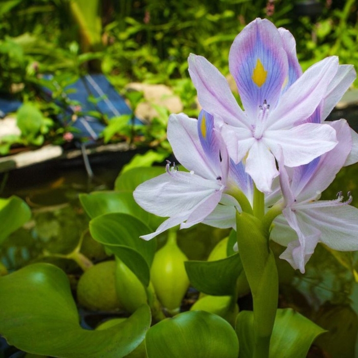 Эйхорния водный гиацинт