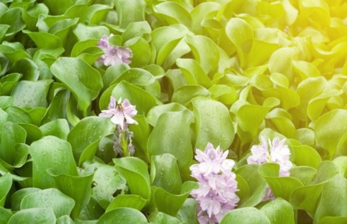 Эйхорния водный гиацинт