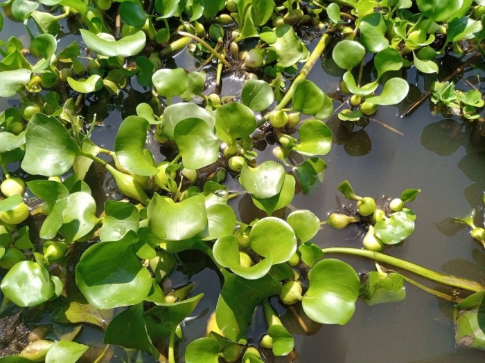 Эйхорния лазоревая