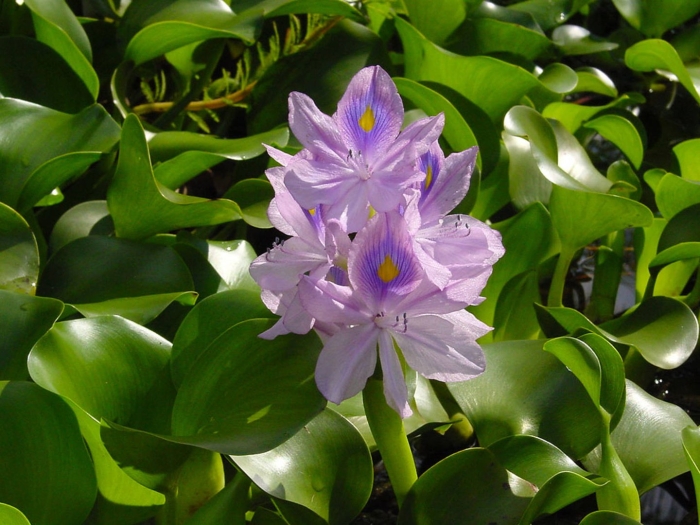 Эйхорния водяной гиацинт