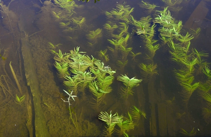 Элодея канадская водные растения