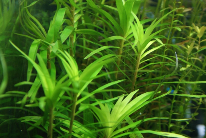 Гетерантера остролистная