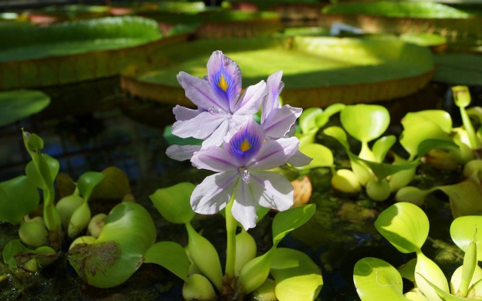 Эйхорния водный гиацинт