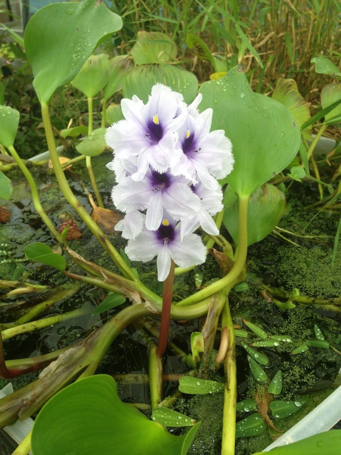 Эйхорния водный гиацинт