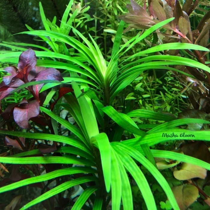 Офиопогон аквариумное растение