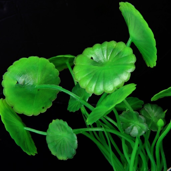 Кубышка японская аквариумное растение