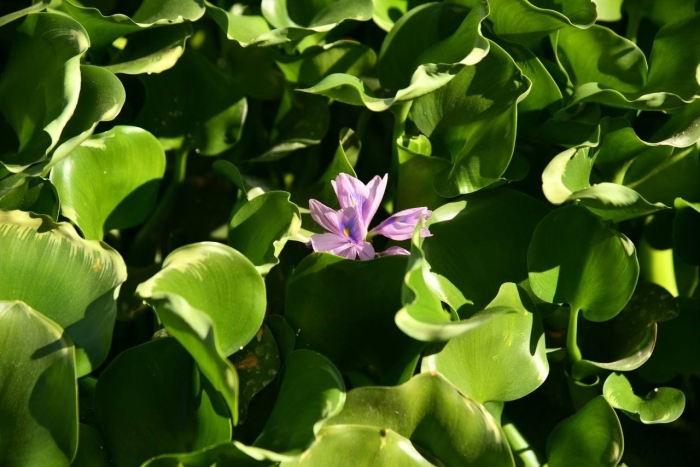 Эйхорния водяной гиацинт
