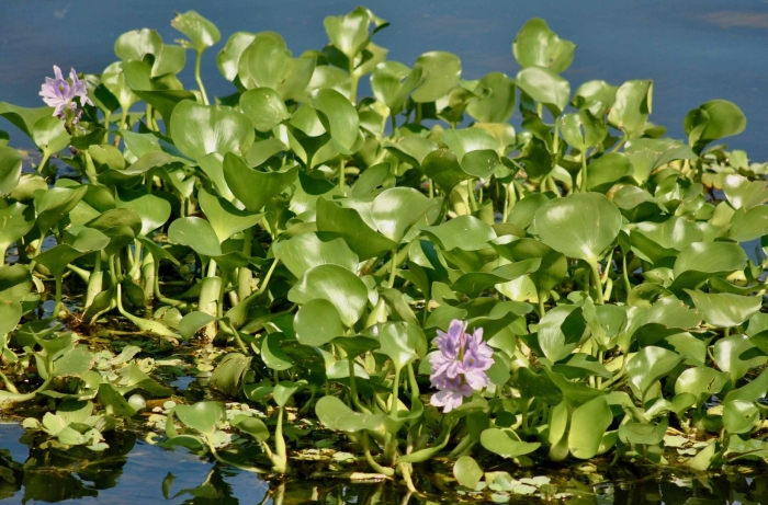 Eichhornia crassipes water hyacinth