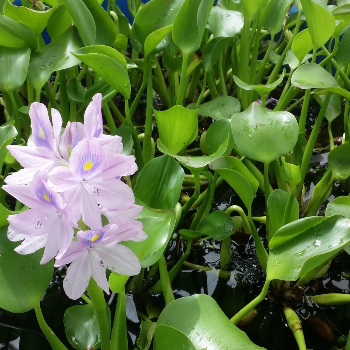 Эйхорния водный гиацинт