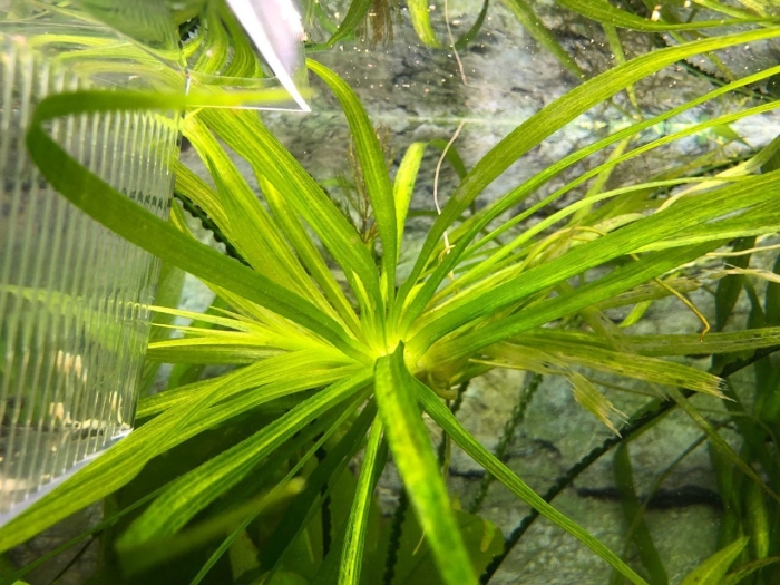 Телорез алоэвидный