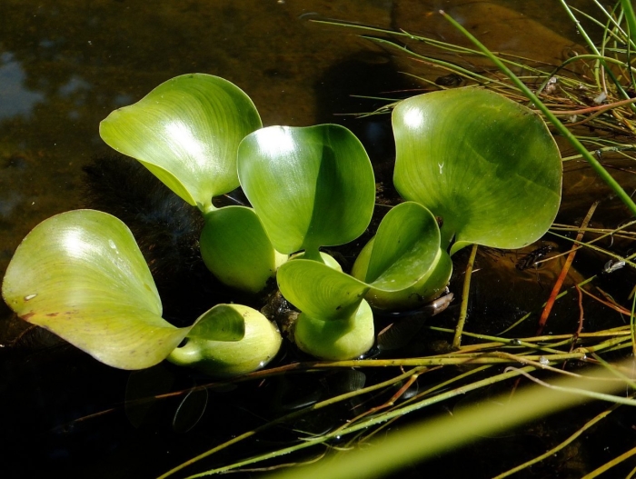 Водное растение
