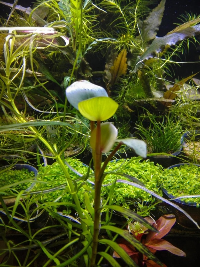 Аквариумное растение анубиас
