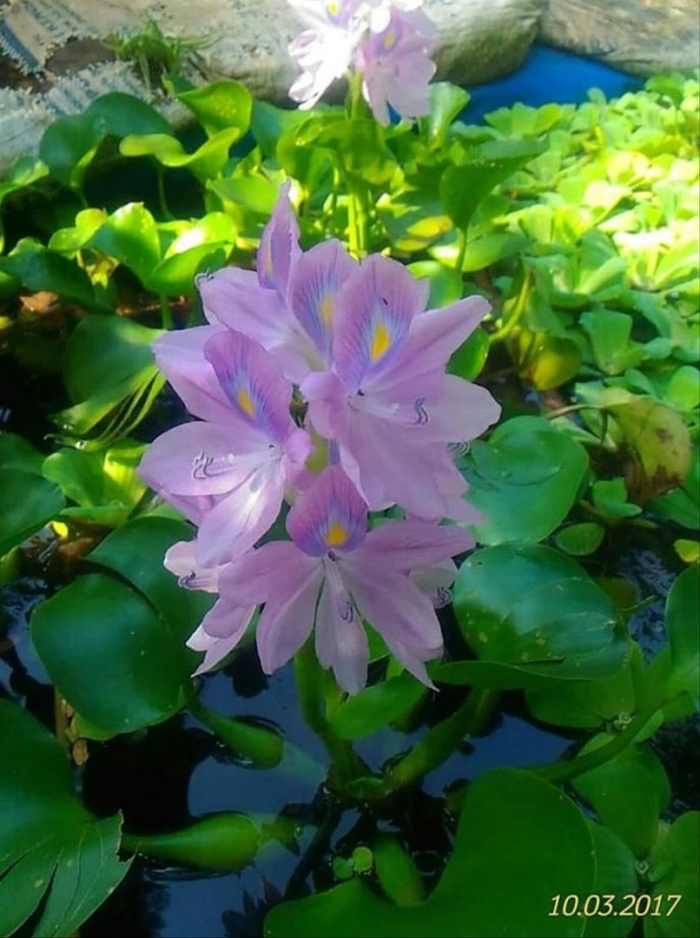 Гиацинт водный