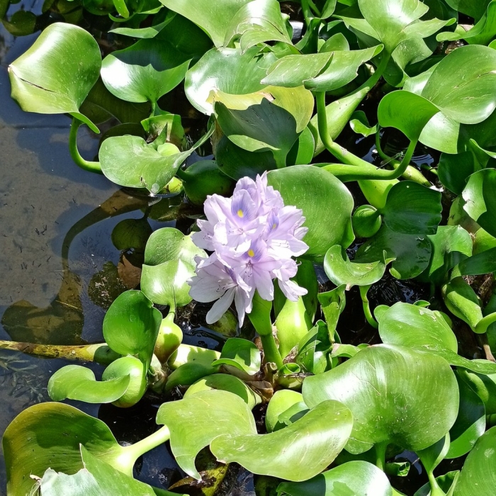 Eichhornia crassipes