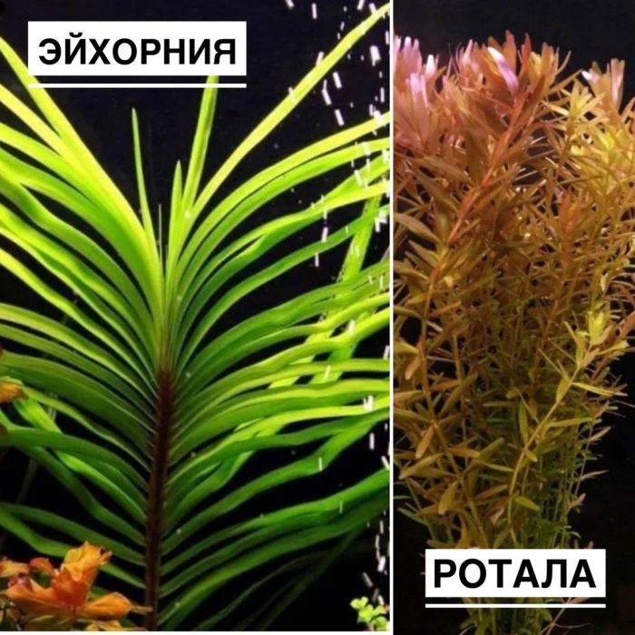 Эйхорния лазоревая