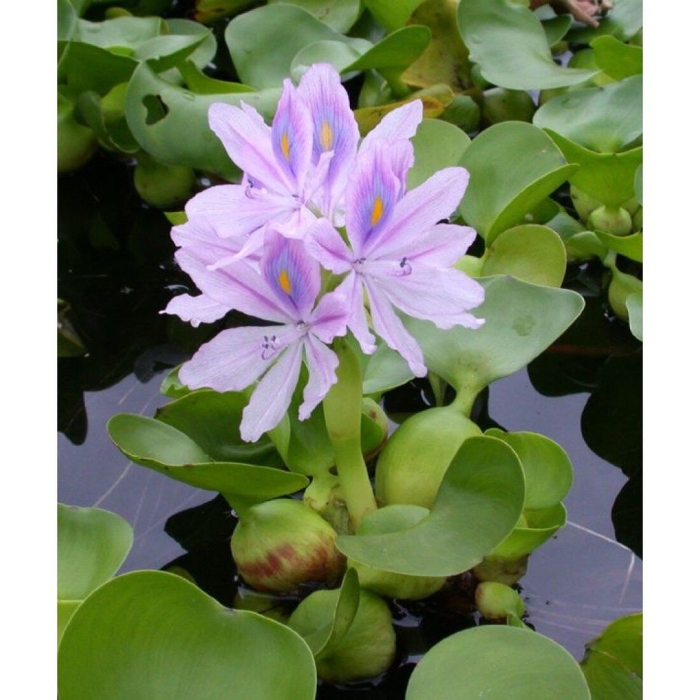 Водяной гиацинт (eichhornia crassipes)