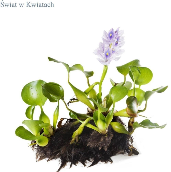 Эйхорния водный гиацинт