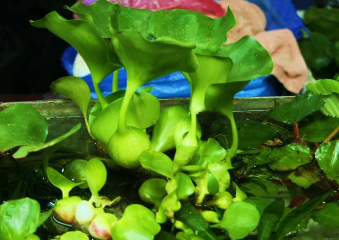 Эйхорния водяной гиацинт