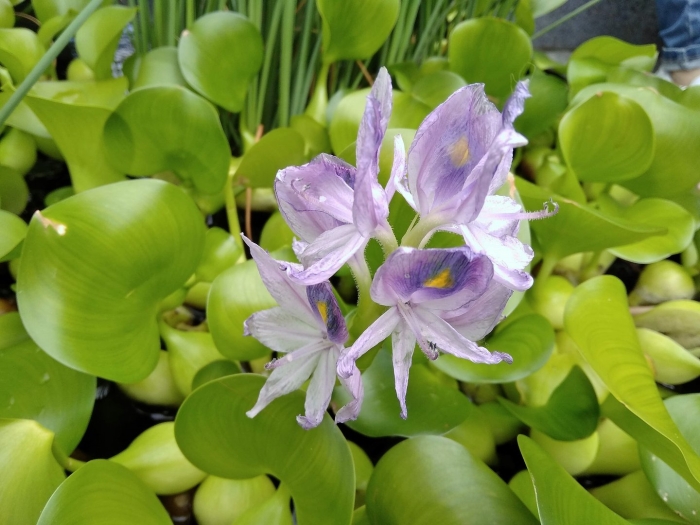 Эйхорния крассипес