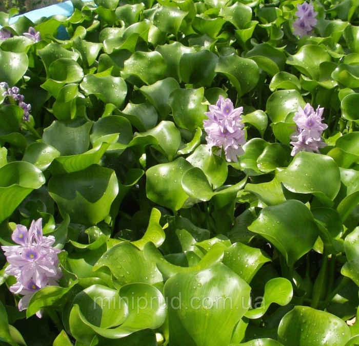 Эйхорния водный гиацинт