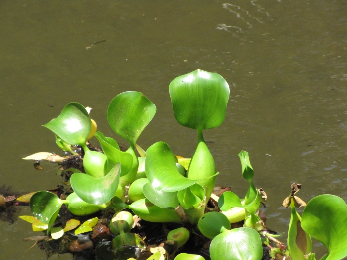 Pontederia crassipes