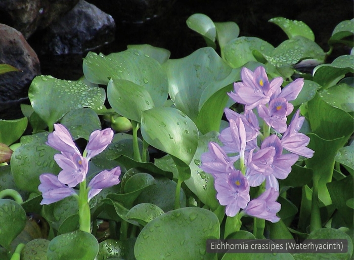 Eichhornia crassipes