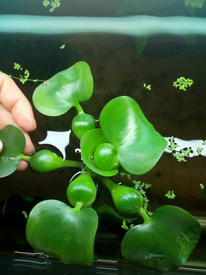 Эйхорния аквариумное