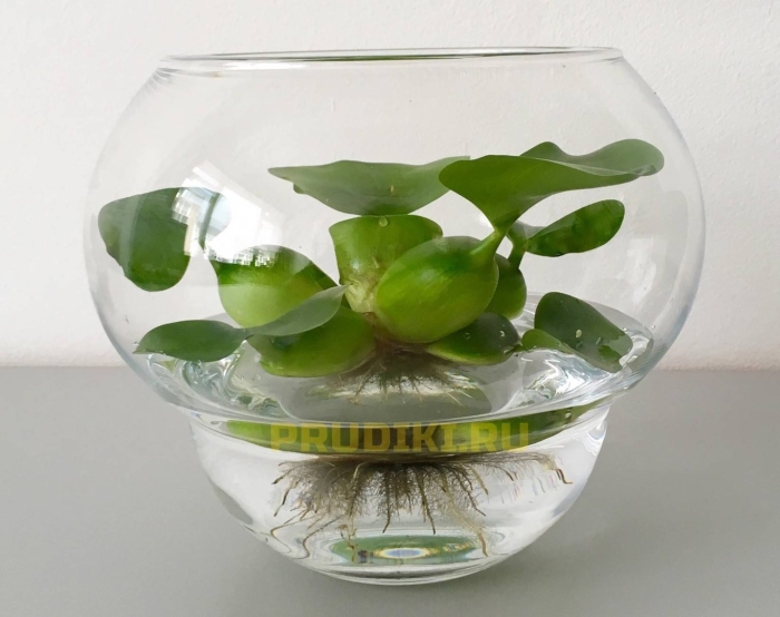 Водный гиацинт в аквариуме