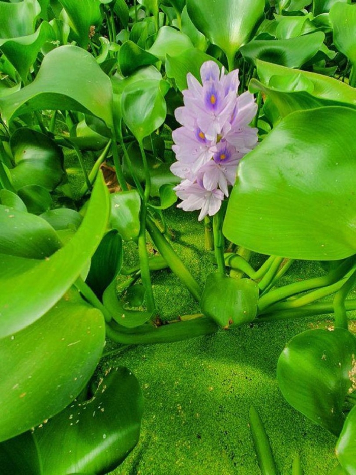 Эйхорния гиацинт