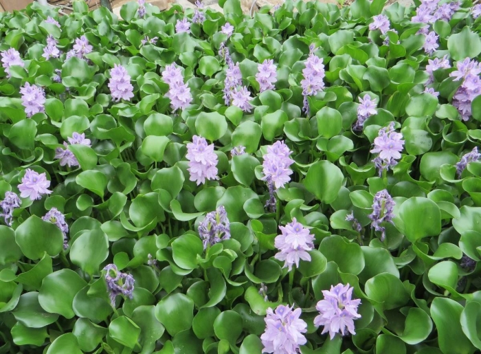 Эйхорния водный гиацинт