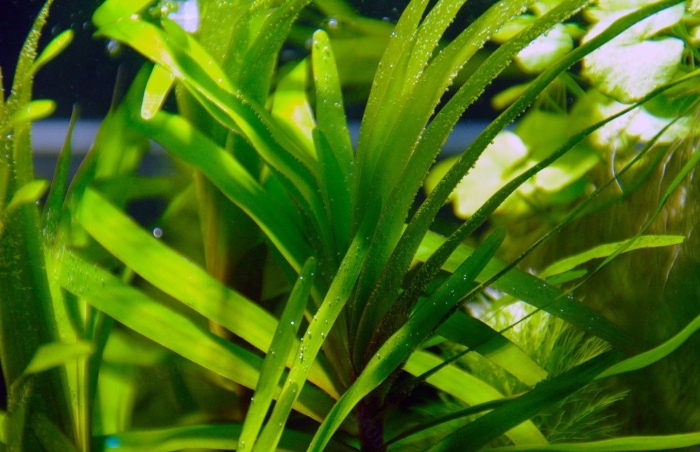 Аквариумное растение
