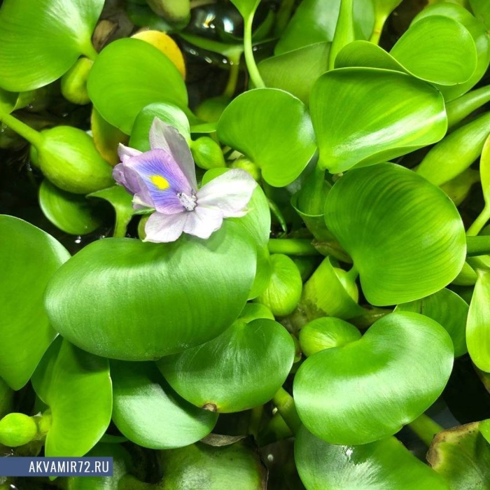 Эйхорния водный гиацинт аквариумное