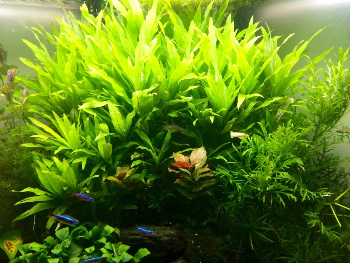 Гигрофила пантанал