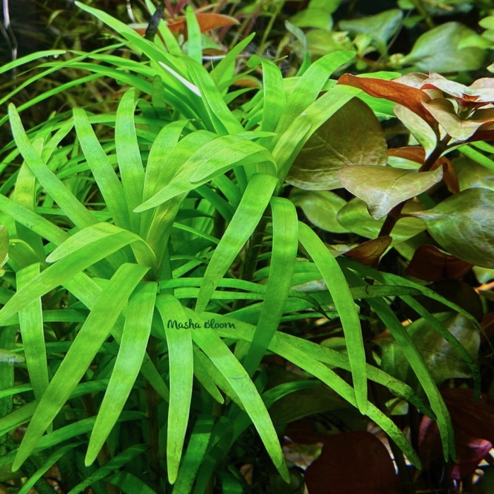 Сагиттария карликовая аквариумное