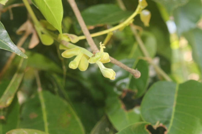 Colophospermum mopane