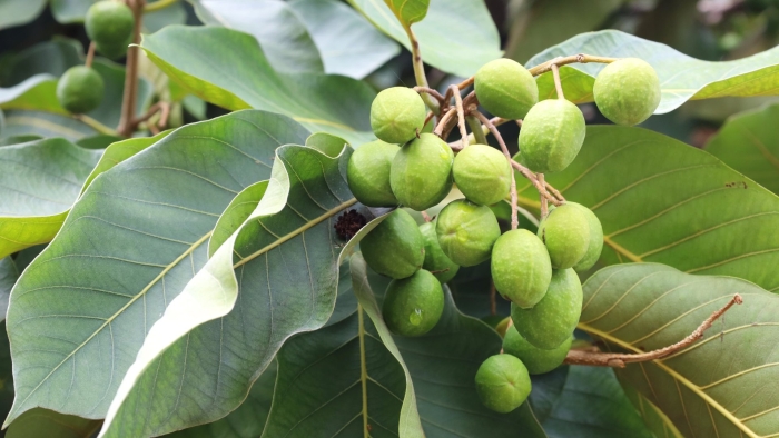 Terminalia chebula