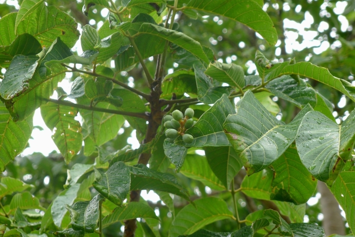 Тропические деревья