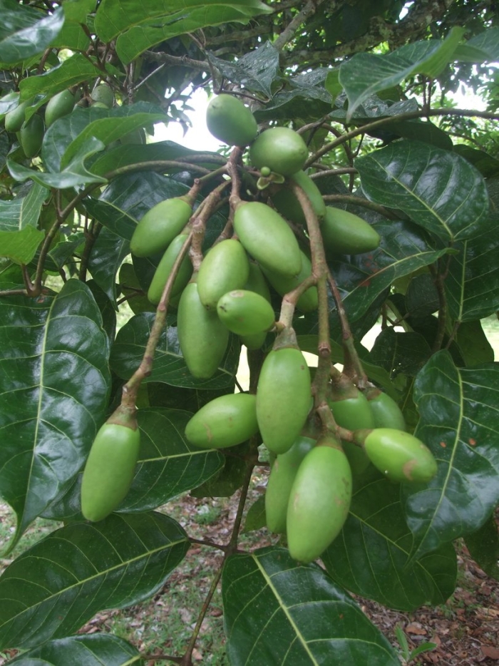 Бобы тонка диптерикс