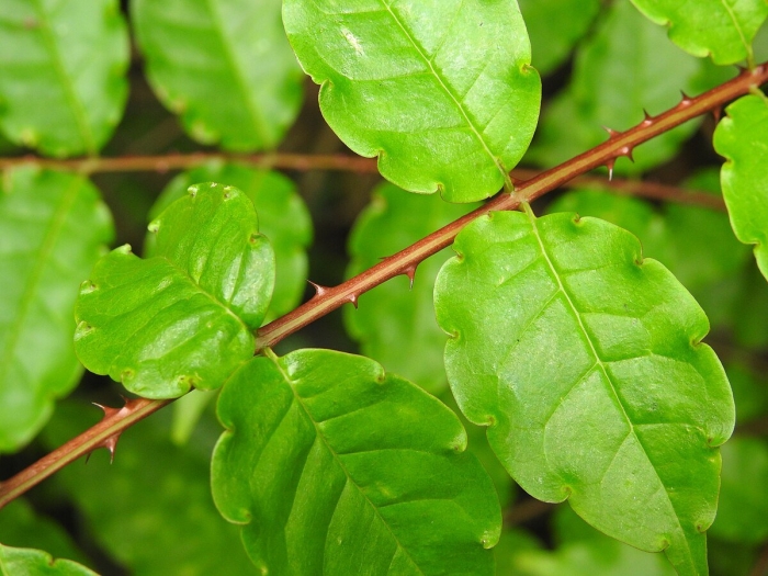 Zanthoxylum piperitum