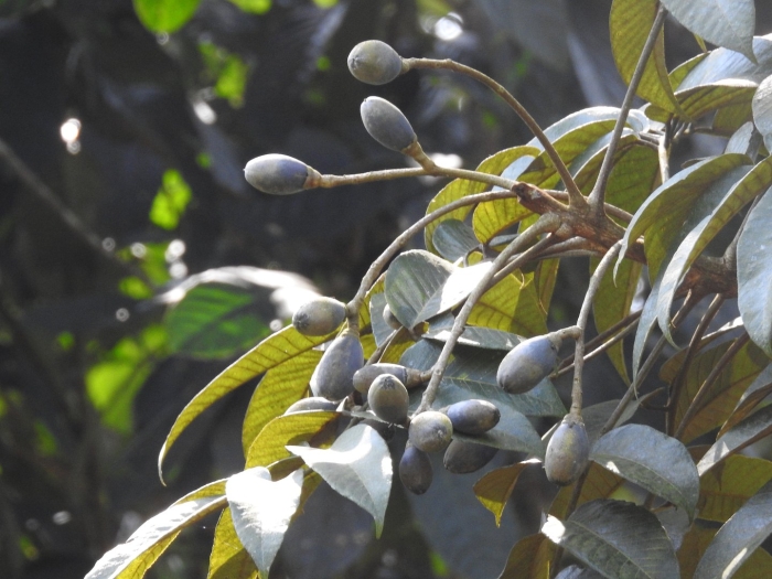 Elaeocarpus sylvestris