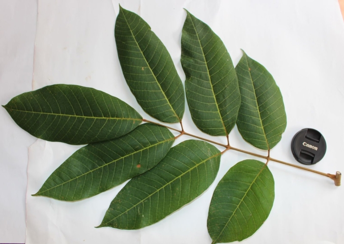 Лист грецкого ореха