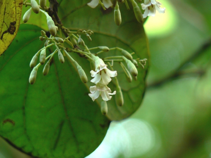 Piliostigma malabaricum