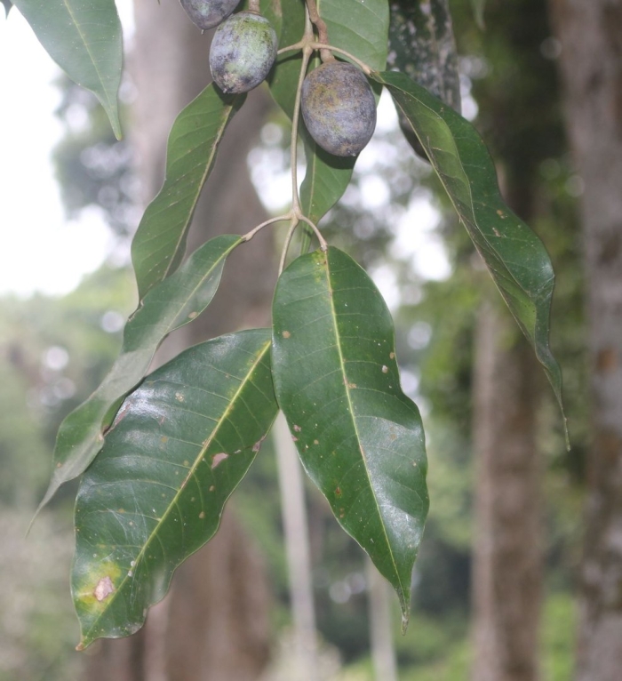 Дерево авокадо