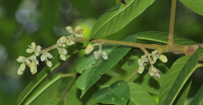 Растения семейства