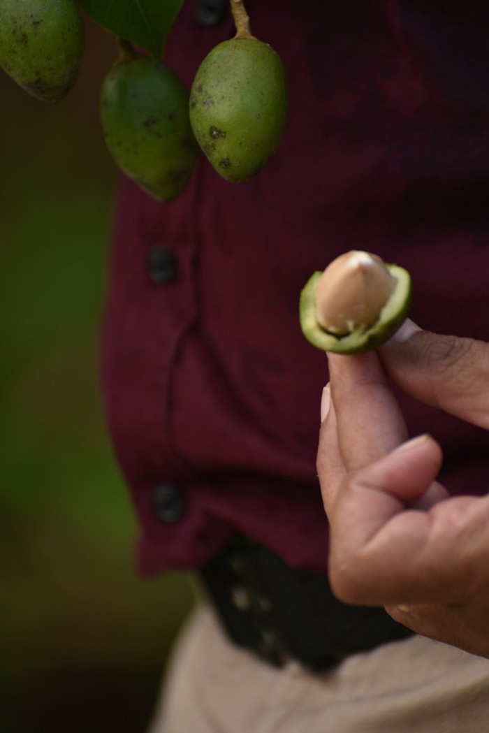 Макадамии орех