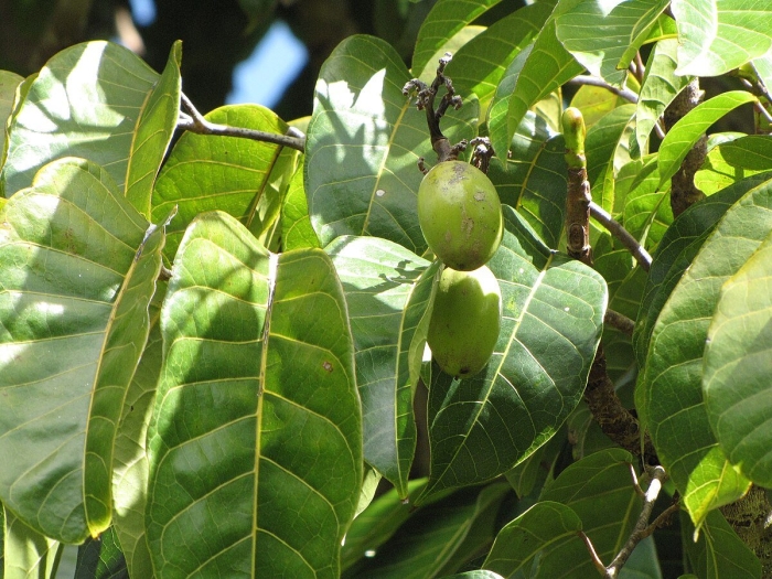 Орех маньчжурский juglans mandshurica плод