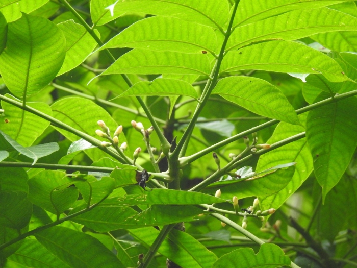 Канариум лусонский